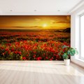 Fototapeta - maki, pole, zachód słońca