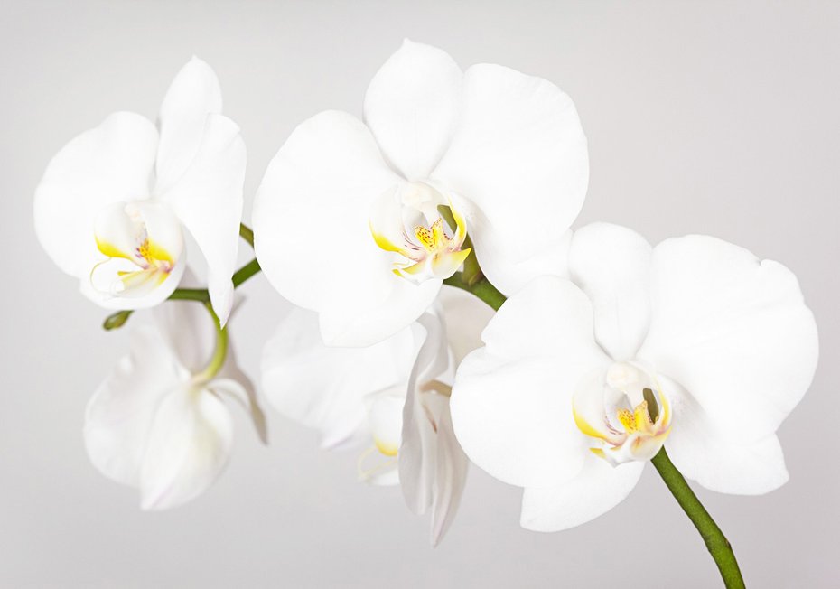 Fototapeta - kwiaty, orchidea, białe,