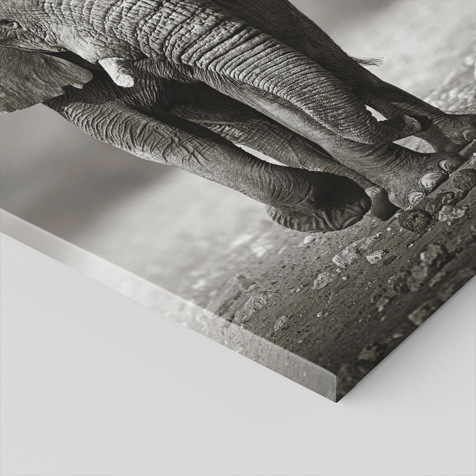 Obraz na płótnie - słoń, afrykański, ssak