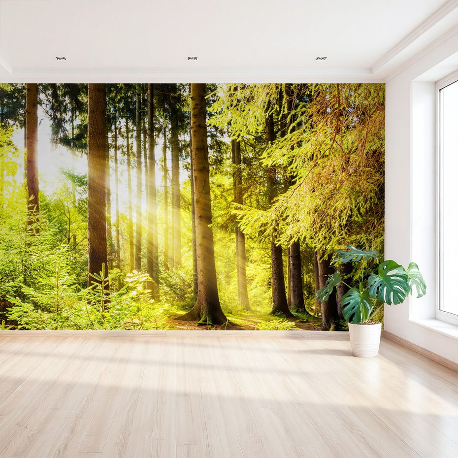 Fototapeta - las, drzewa, światło