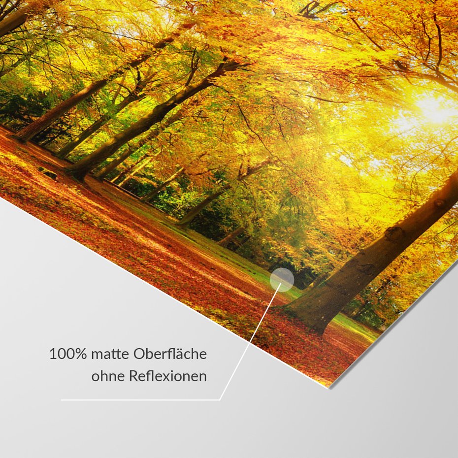 Fototapeta - las, jesień, słońce