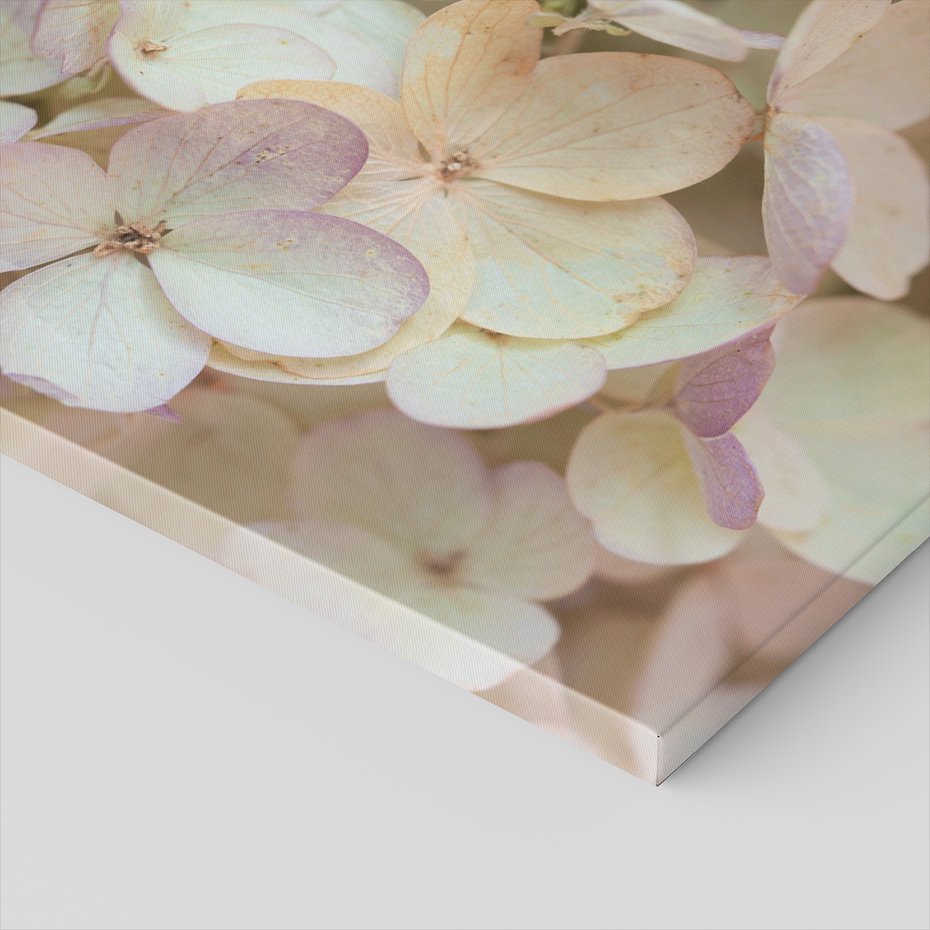 Obraz na płótnie - kwiaty, hortensja, płatki