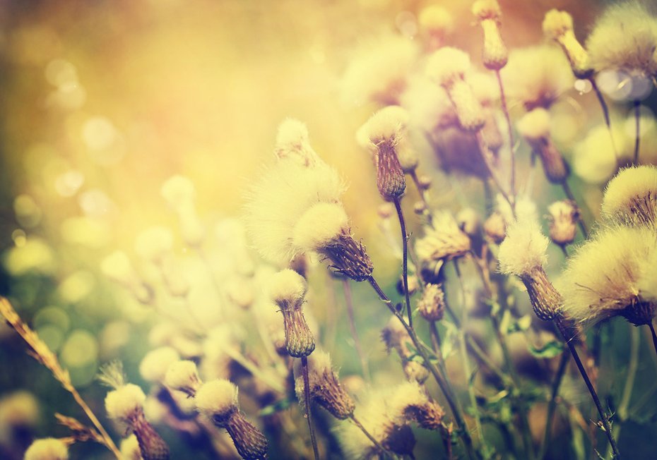 Fototapeta - kwiaty, natura, lato