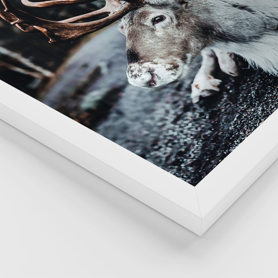 Zestaw obrazy w ramie, plakaty - renifer, zima, śnieg - rama biała