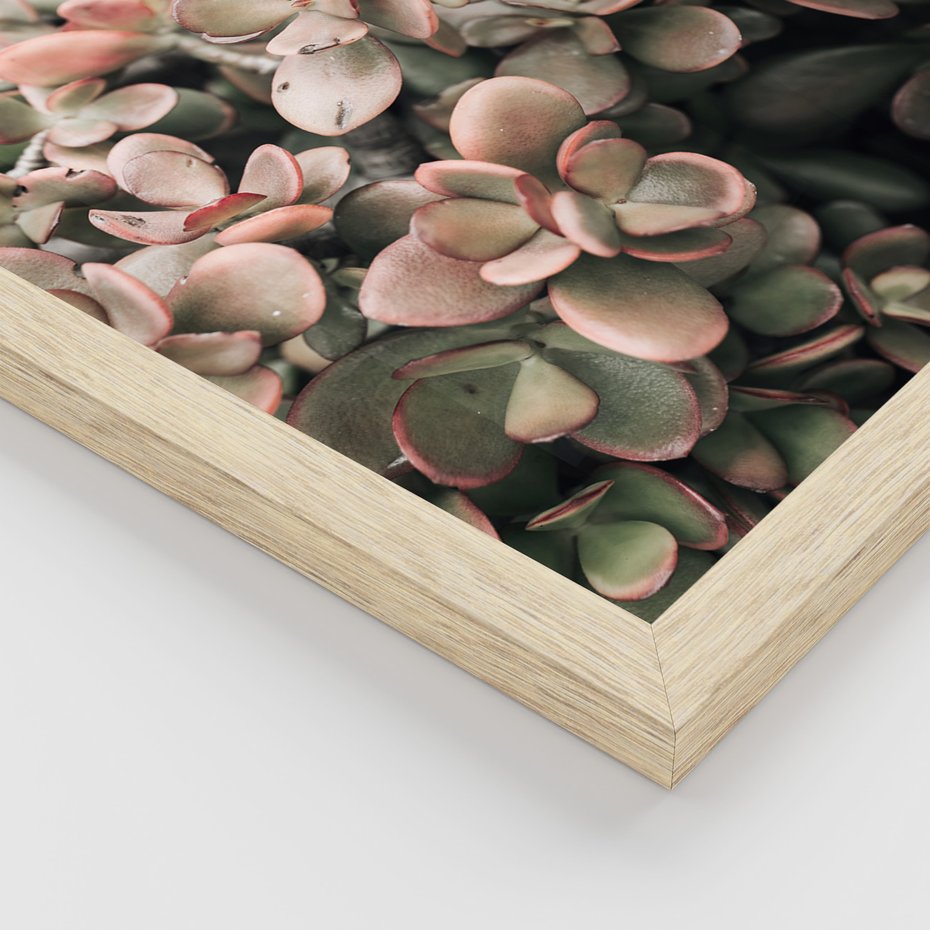 Zestaw obrazy w ramie, plakaty - rośliny, kaktus, liście - rama drewno