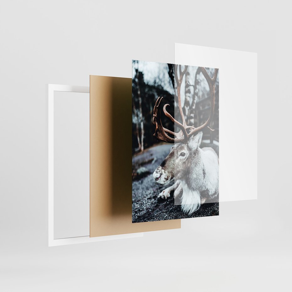 Zestaw obrazy w ramie, plakaty - renifer, zima, śnieg - rama biała