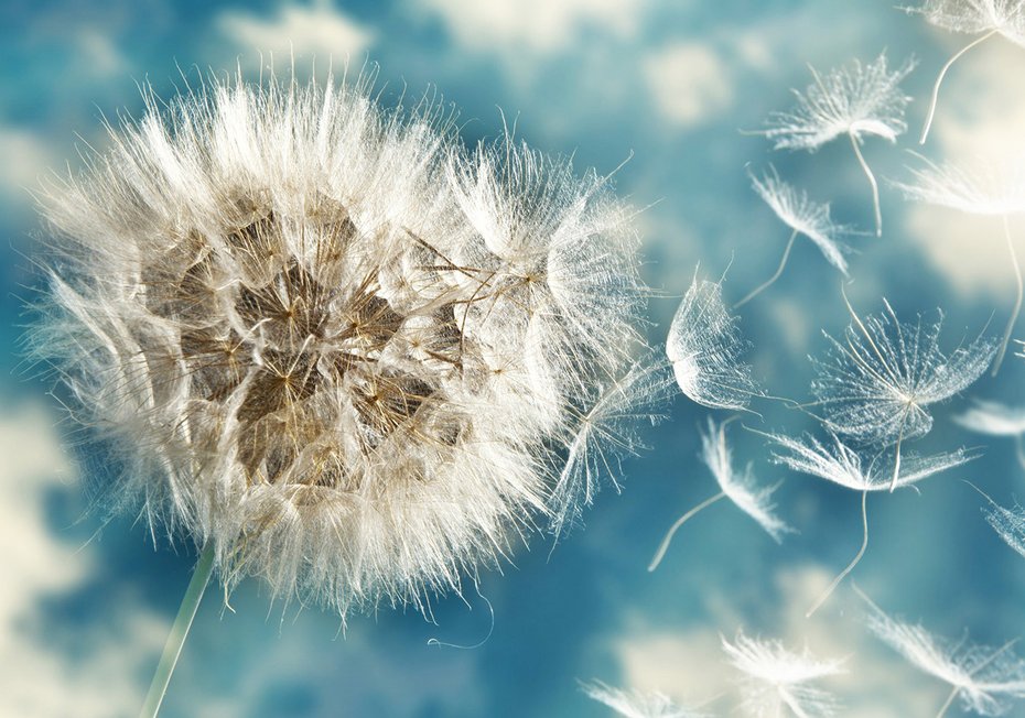 Fototapeta - dmuchawiec, nasiona, delikatność