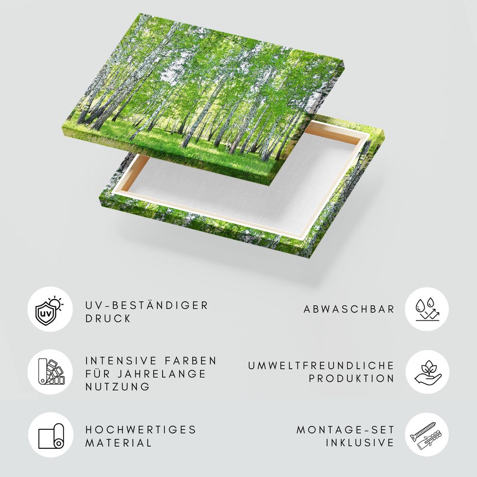 Obraz na płótnie - las, brzozy, natura