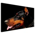 Obraz na płótnie - doberman, pies, portret
