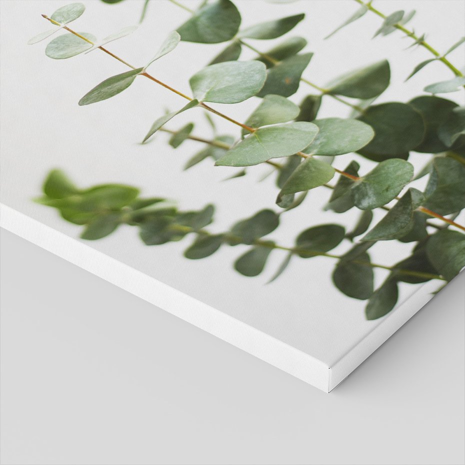 Obraz na płótnie - eukaliptus, liście, roślina