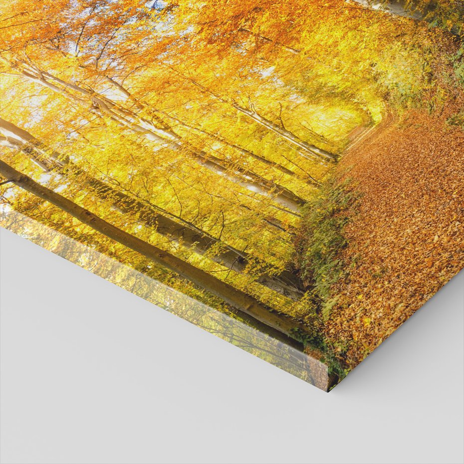 Obraz na płótnie - jesień, las, liście