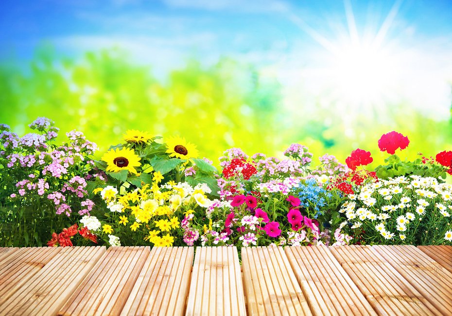 Fototapeta - kwiaty, słoneczniki, ogród