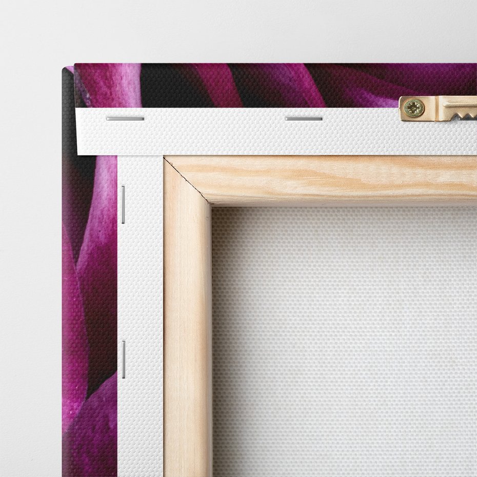 Obraz na płótnie - róża, kwiat, zbliżenie