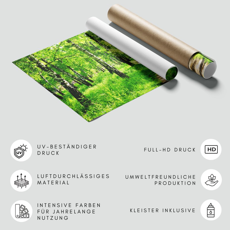 Fototapeta - las, ścieżka, natura