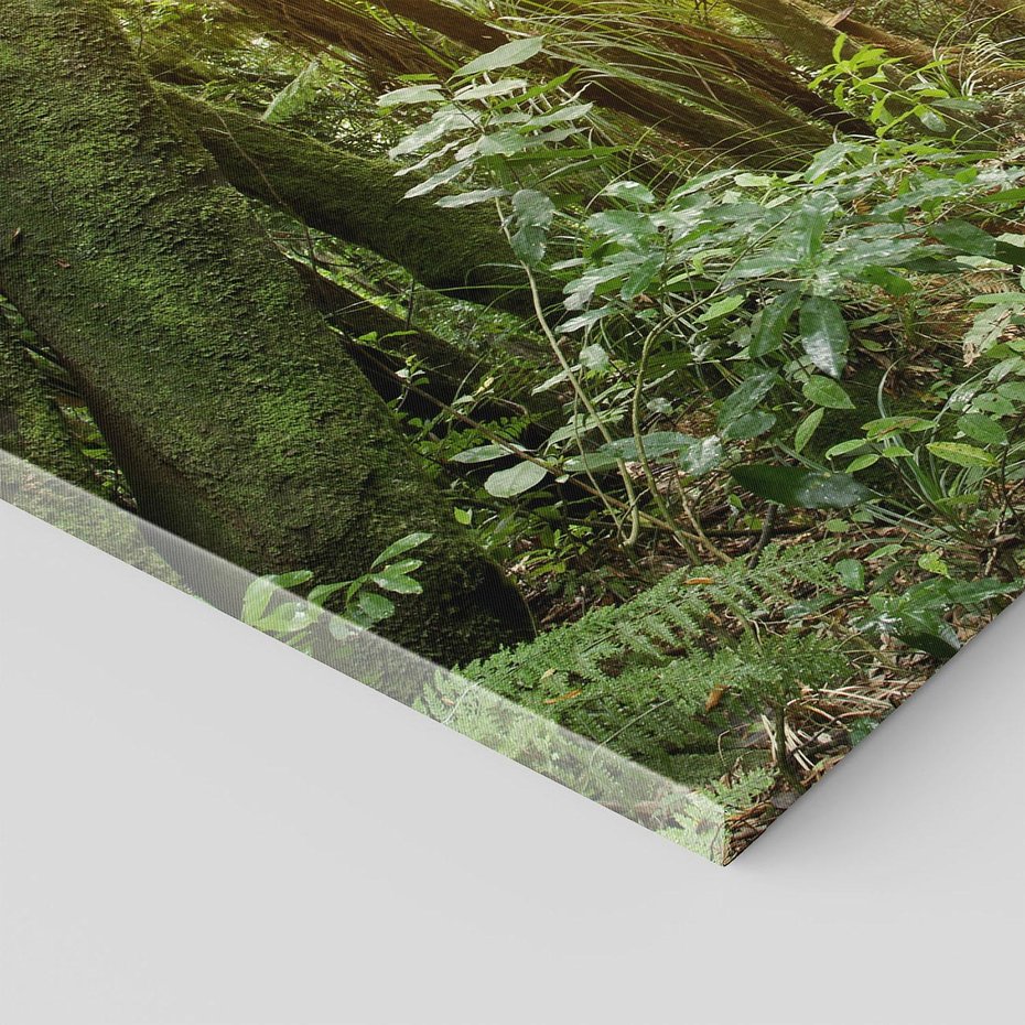 Obraz na płótnie - las, drzewa, roślinność