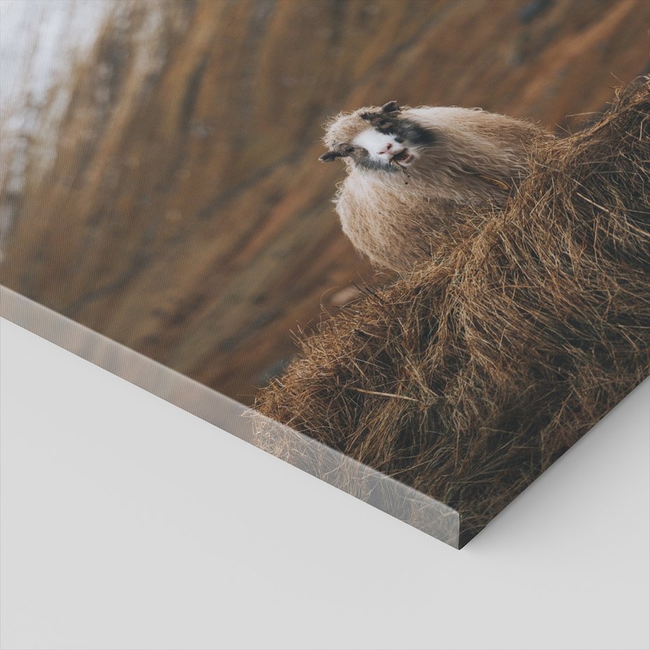 Obraz na płótnie - owca, góry, trawa