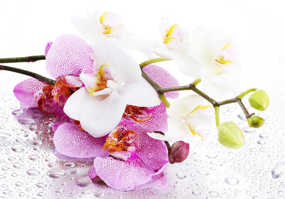 Fototapeta - kwiaty, orchidee, krople