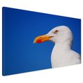 Obraz na płótnie - mewa, ptak, niebo