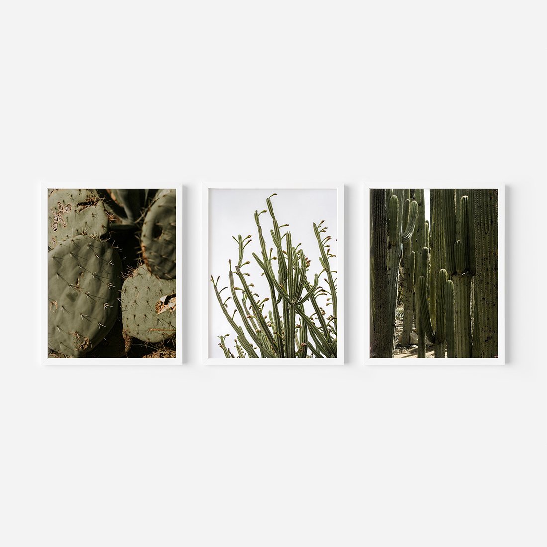 Zestaw obrazy w ramie, plakaty - kaktusy, rośliny, zielony - rama biała