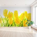 Fototapeta - tulipany, kwiaty, żółte