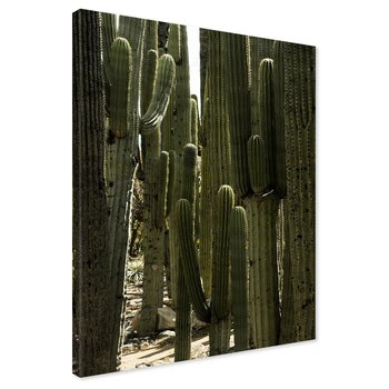 Obraz na płótnie - kaktusy, natura, pustynia