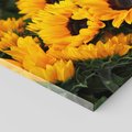 Obraz na płótnie - słoneczniki, kwiaty, żółty