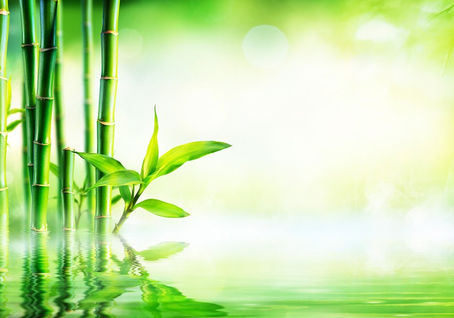 Fototapeta - bambus, woda, zieleń