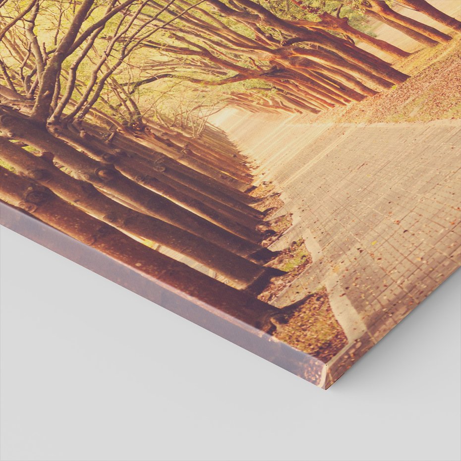 Obraz na płótnie - drzewa, ścieżka, aleja