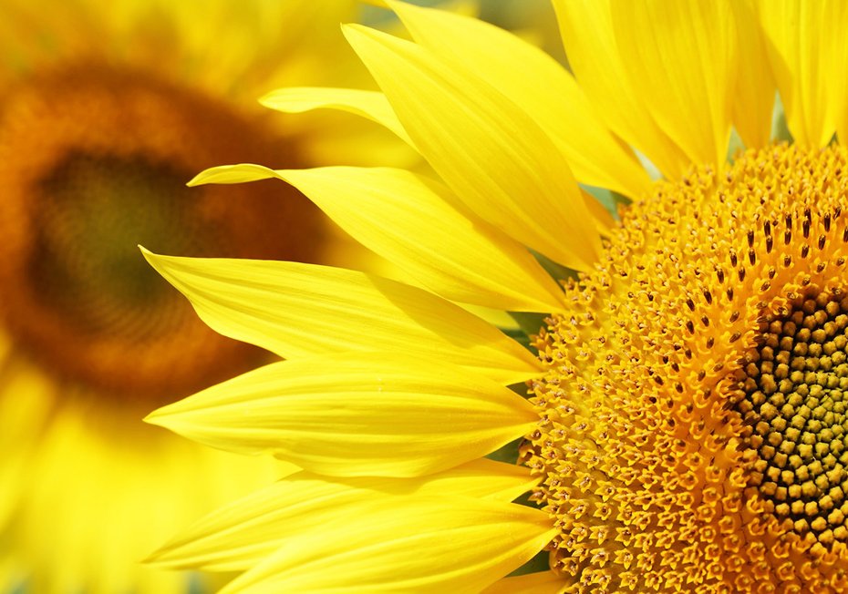 Fototapeta - słonecznik, kwiat, żółty