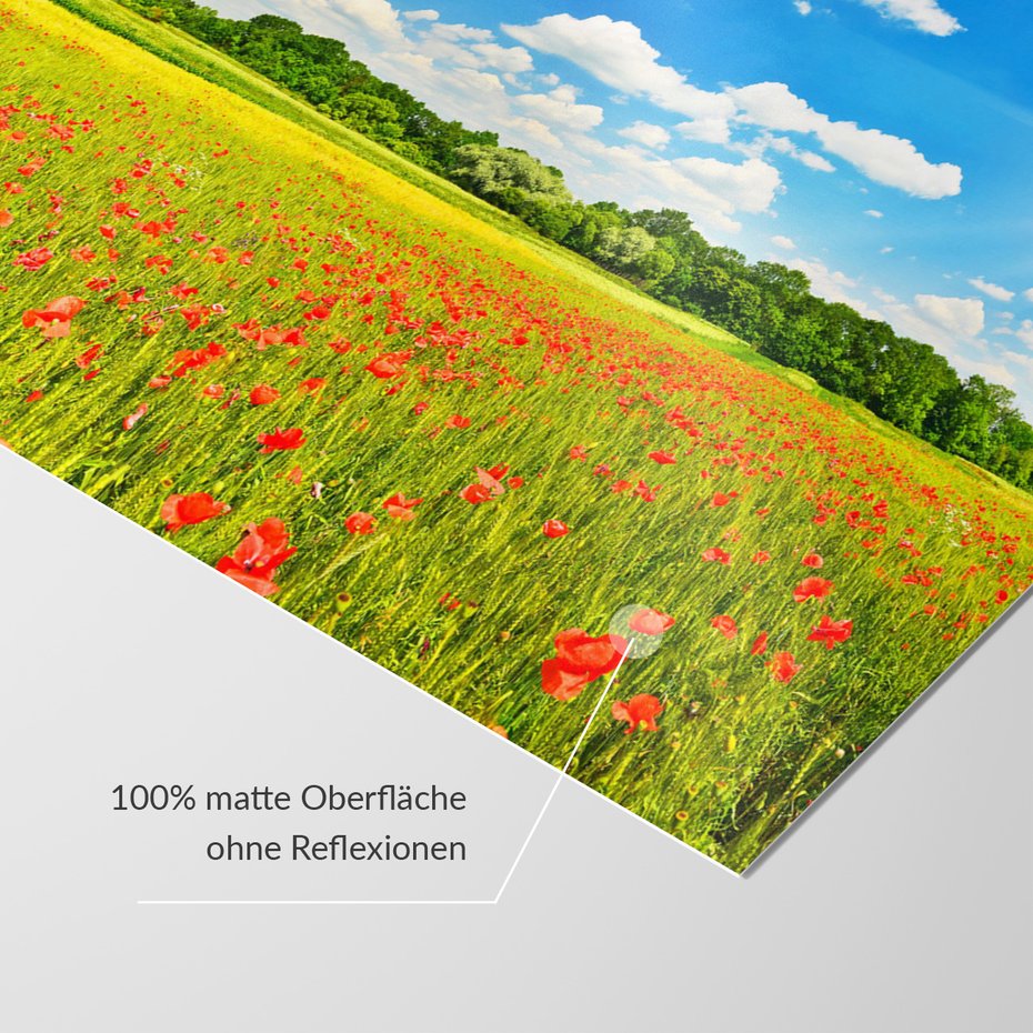 Fototapeta - łąka, kwiaty, niebo