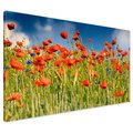 Obraz na płótnie - maki, kwiaty, lato