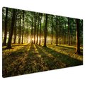 Obraz na płótnie - las, drzewa, światło