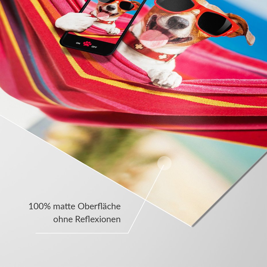 Fototapeta - pies, hamak, okulary