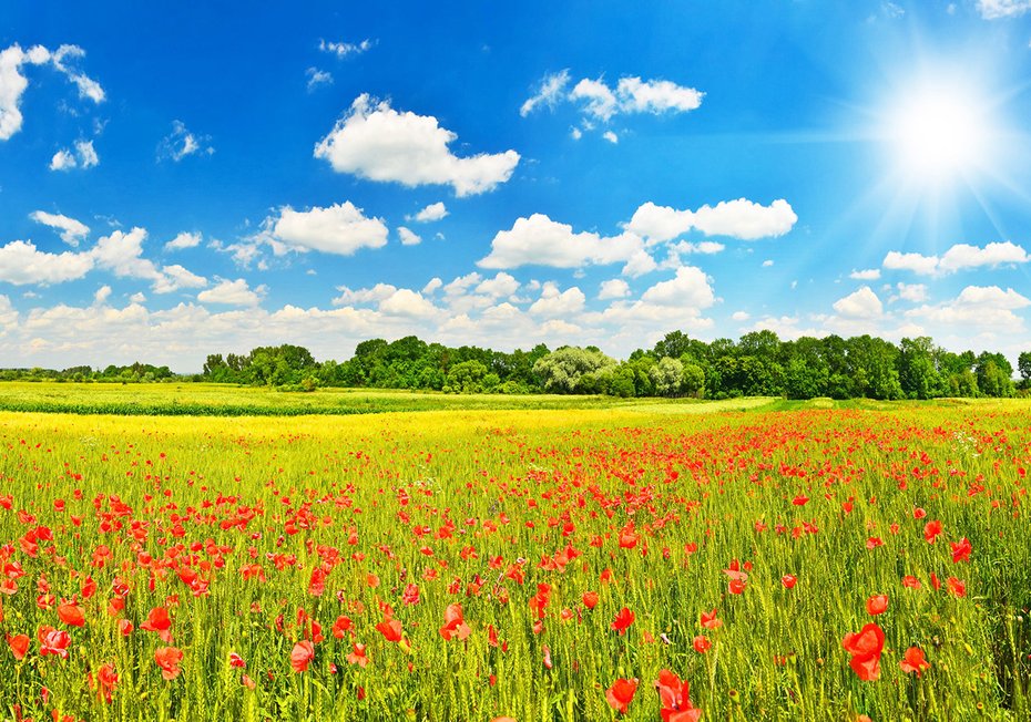 Fototapeta - łąka, kwiaty, niebo