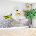 Fototapeta - kwiaty, orchidee, krople