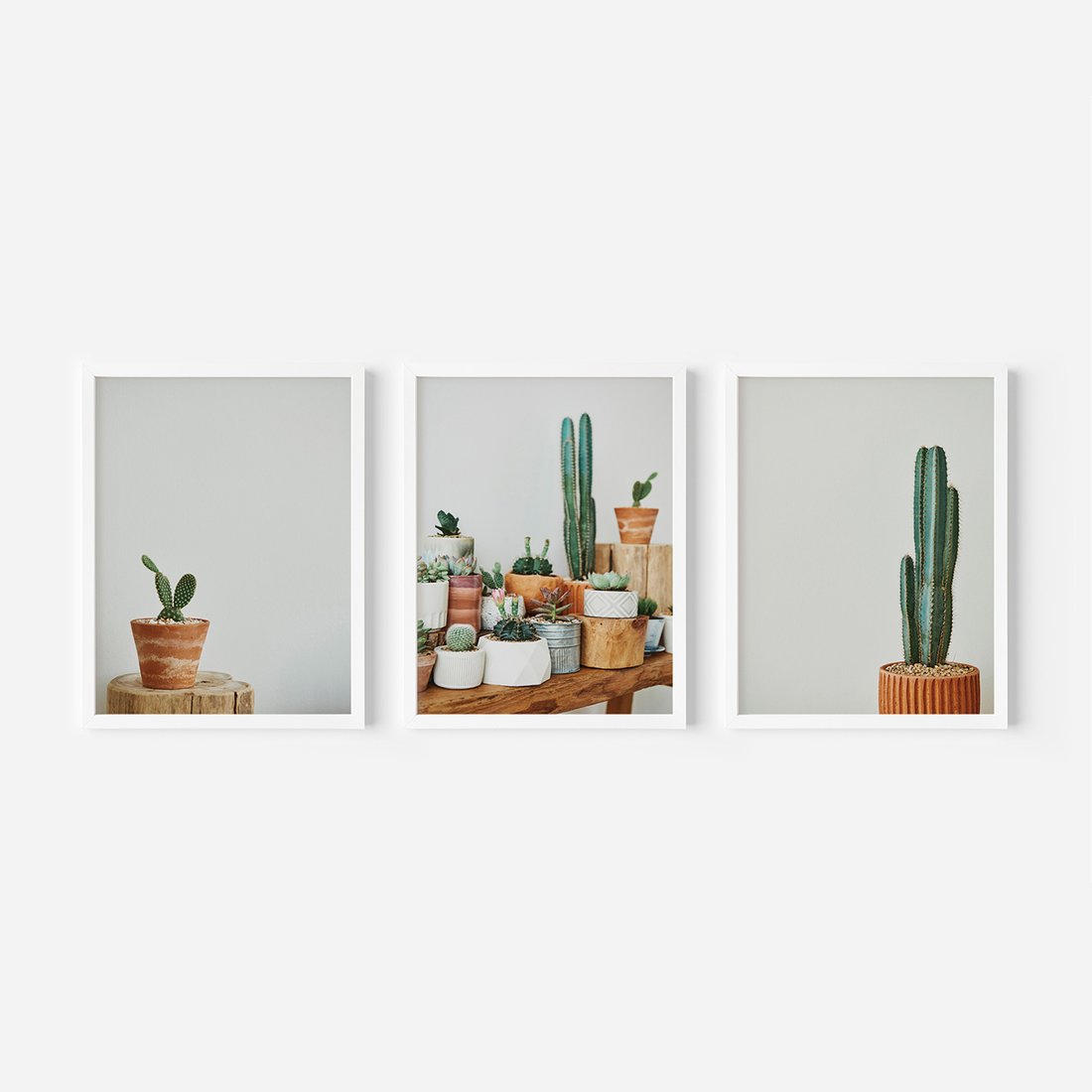 Zestaw obrazy w ramie, plakaty - kaktusy, sukulenty, rośliny - rama biała