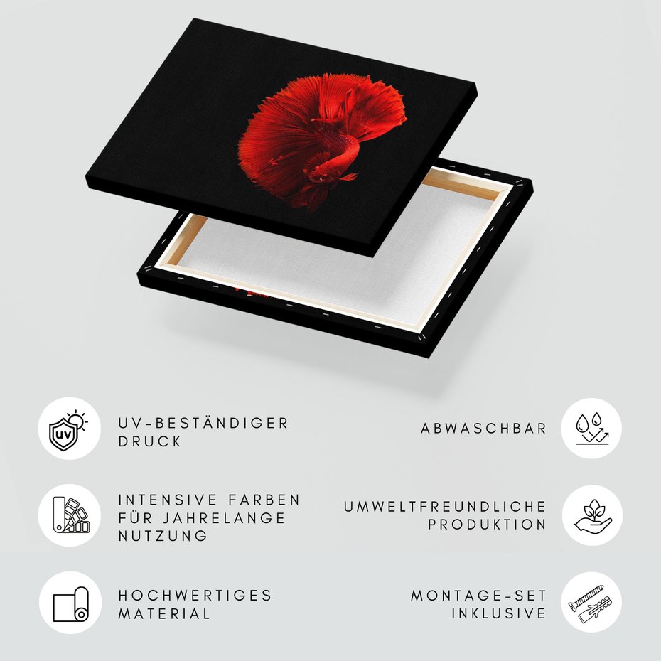 Obraz na płótnie - ryba bojownik, czerwona, płetwy