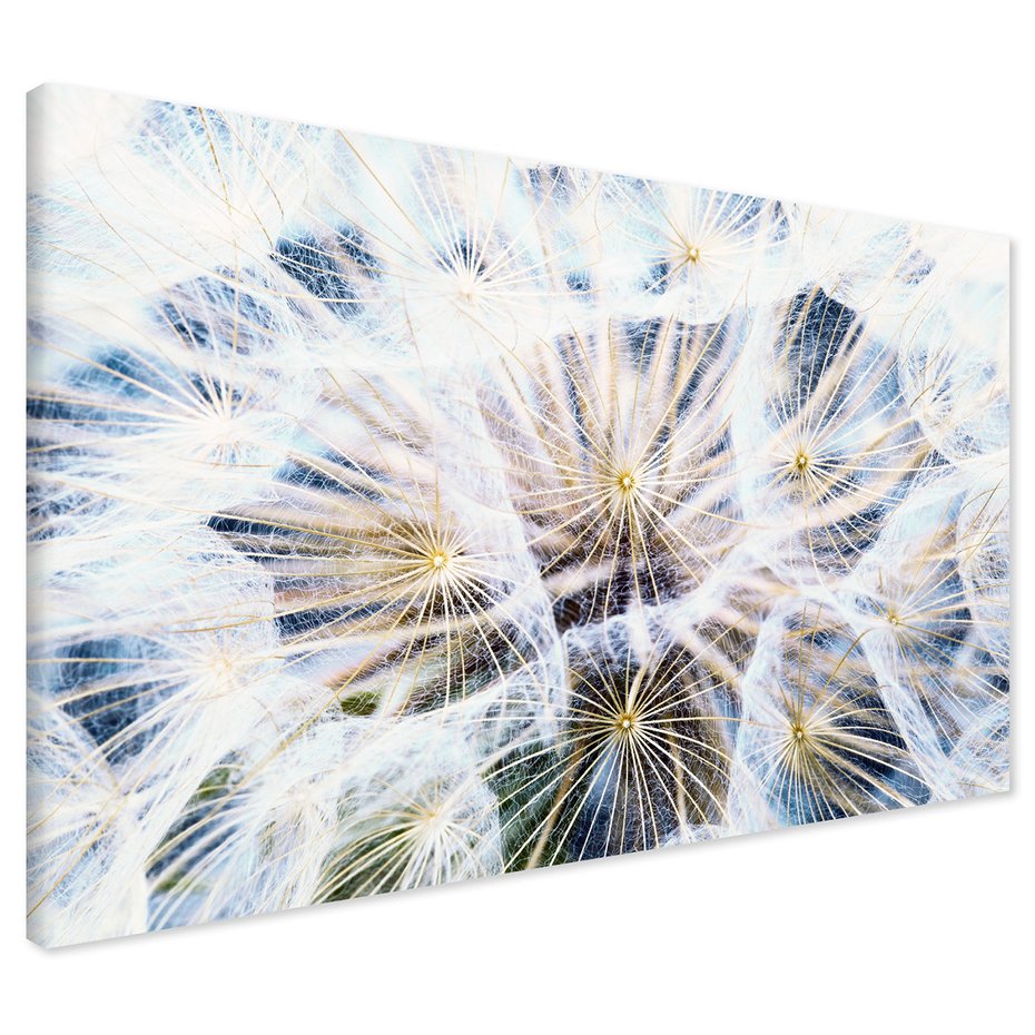 Obraz na płótnie - dandelion, nasiona, dmuchawiec