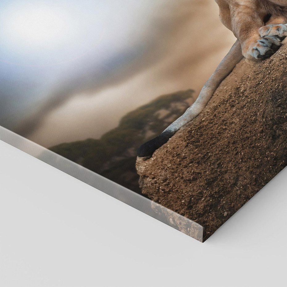 Obraz na płótnie - lew, kot, natura