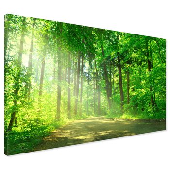 Obraz na płótnie - las, droga, drzewa