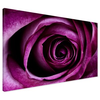 Obraz na płótnie - róża, kwiat, zbliżenie