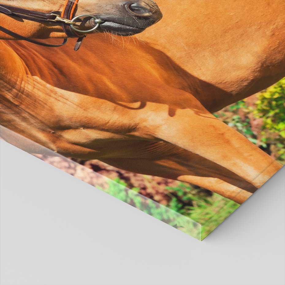 Obraz na płótnie - koń, zwierzę, natura