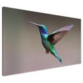 Obraz na płótnie - Koliber, Ptak, Natura