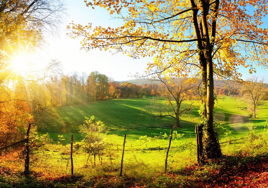 Fototapeta - jesień, krajobraz, drzewa