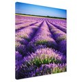 Obraz na płótnie - lawenda, pole, fioletowy