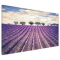 Obraz na płótnie - lawenda, pole, drzewa