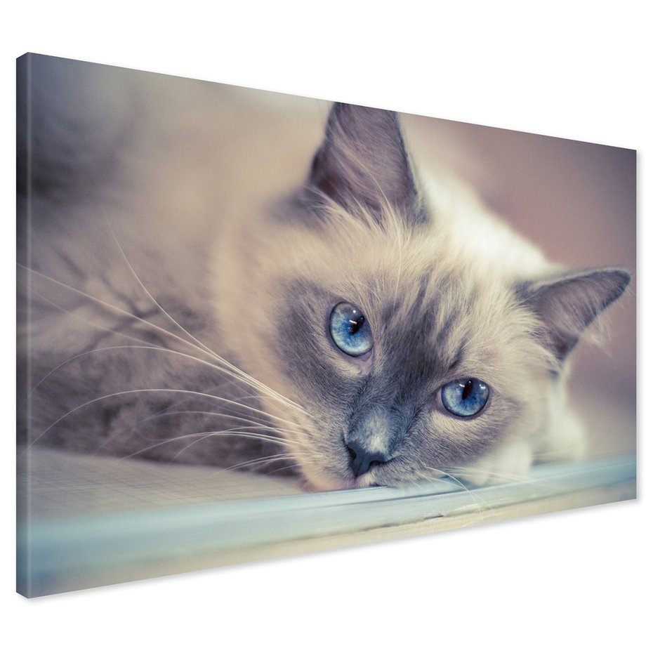 Obraz na płótnie - kot, zwierzę, portret
