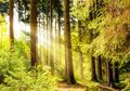 Fototapeta - las, drzewa, światło