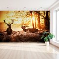 Fototapeta - jelenie, las, zachód słońca