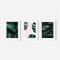 Zestaw obrazy w ramie, plakaty - liście, monstera, rośliny - rama biała
